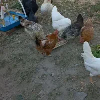 فروش مرغ و خروس