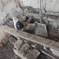 کله سیاه نر هوایی|پرنده|کاشمر, |دیوار