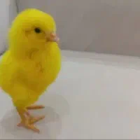 سرپرستی جوجه