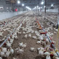 فروش یک واحد مرغداری پرورش گوشتی ۳۹۰۰۰سند تک برگ|فروش دفتر صنعتی، کشاورزی، تجاری|رشت, امین الضرب|دیوار