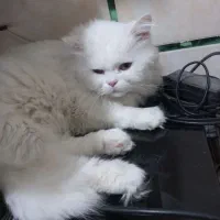 پرشین کت ماده سفید|گربه|ارزوئیه, |دیوار