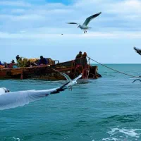 آفر تورهای ریلی داخلی ویژه ایام عادی دی ماه