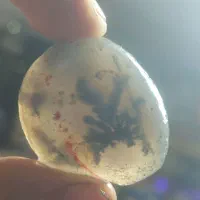 راف شجر شاپرک