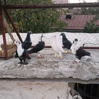 ۷تا کبوتر ماده