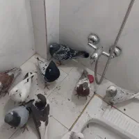 کبوتر|پرنده|ملکآباد, |دیوار