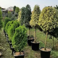 گل و گیاه طبیعی|گل و گیاه طبیعی|کلاچای, |دیوار