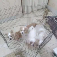 واگذاری دو توله و پدرش