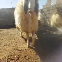 بره قوچ سنجابی
