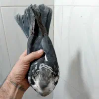 کفتر نرو ماده|پرنده|اسلام‌شهر, شهرک سعیدیه|دیوار