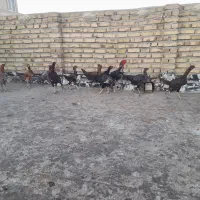 لاری مرغ و خروس و فریک و تخم لاری|حیوانات مزرعه|تاکستان, |دیوار