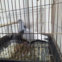 کبوترپیداشده|حیوانات|خرم‌آباد, |دیوار