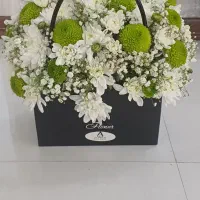 گل نو نو|گل و گیاه طبیعی|مشهد, فرهنگیان (شهرک غرب)|دیوار