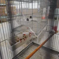 کراواتی سفید