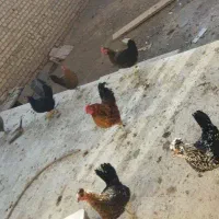 پرنده مزرعه