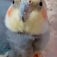 عروس هلندی نر