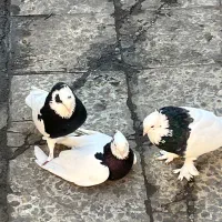 توقی|پرنده|شیراز, حجت آباد|دیوار