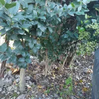 فروش درختچه یاس هلندی