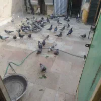 کفتر مسافتی