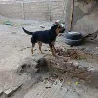 سگ نگهبان و سگ خانگی