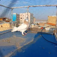 طوقی لیمویی ماده