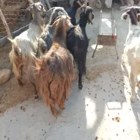 بز جوان آبستن سه ماهه|حیوانات مزرعه|دهدشت, |دیوار