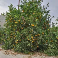 باغچه ۱۰۰۰متری با اب تسویه و برق