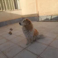 سگ پامر میکس پاکوتاه حرف گوش کن