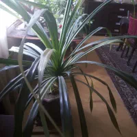 گل یوکا و پاندانوس بزرگ|گل و گیاه طبیعی|مشهد, دانشجو|دیوار