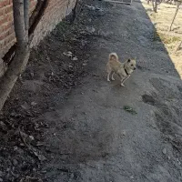 پاکوتا فیندو سرابی