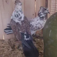 بوربوری دم سفید وشازده زرد کاکلی چکمه ای|پرنده|قم, کاسه گران|دیوار