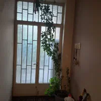 گیاه شفلرا