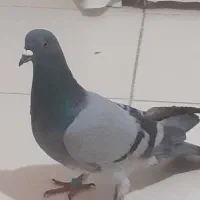 یک عددگفترپرشی به شرط