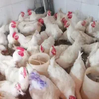 مرغ مادر با پرکن رایگان