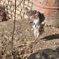 خروس گلین چهل تاج ریش