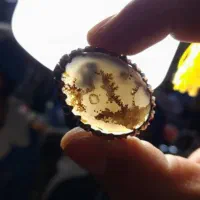 انگشترشجرخاص مایل به کبود