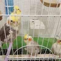 عروس هلندی زیبا