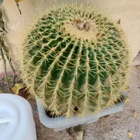 کاکتوس اپوچینو ۲۵ ساله