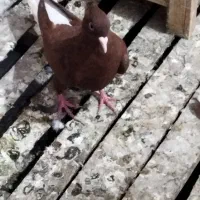 ماده سورخ دوم سفید درج یک|پرنده|سوسنگرد, |دیوار