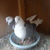 کبوتر پرشی|پرنده|ابریشم, |دیوار