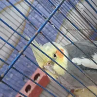 عروس هولندی نر خانگی