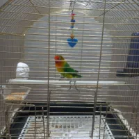 برزیلی فیشر|پرنده|زنجان, |دیوار