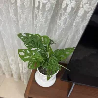 گل پتوس حصیری