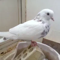 کبوتر