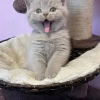 انواع گربه های کیوت