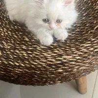 گربه پرشین فوق العاده باهوش ماده