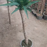 فروش یوکا با کیفیت