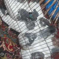 کفتر|پرنده|ساروق, |دیوار