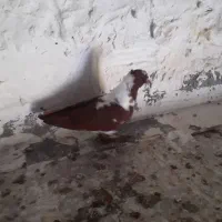 ،ککلی بالا|پرنده|اردبیل, |دیوار