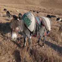 حیوانات مزرعه|حیوانات مزرعه|میمه, |دیوار