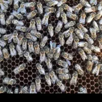 زنبور عسل  کارنیکا ۴۰ عدد